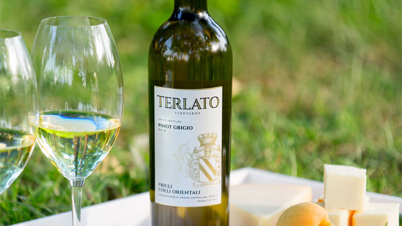 White grape variety Pinot grigio