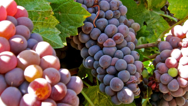 White grape variety Pinot grigio