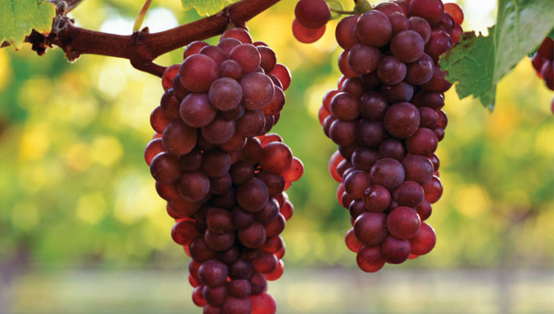 What grape varieties are suitable for Crimea