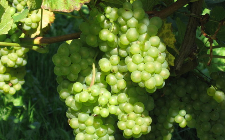 White grape variety Pinot grigio
