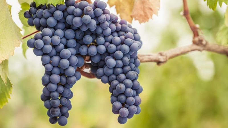 White grape variety Pinot grigio