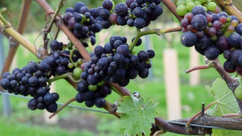 White grape variety Pinot grigio