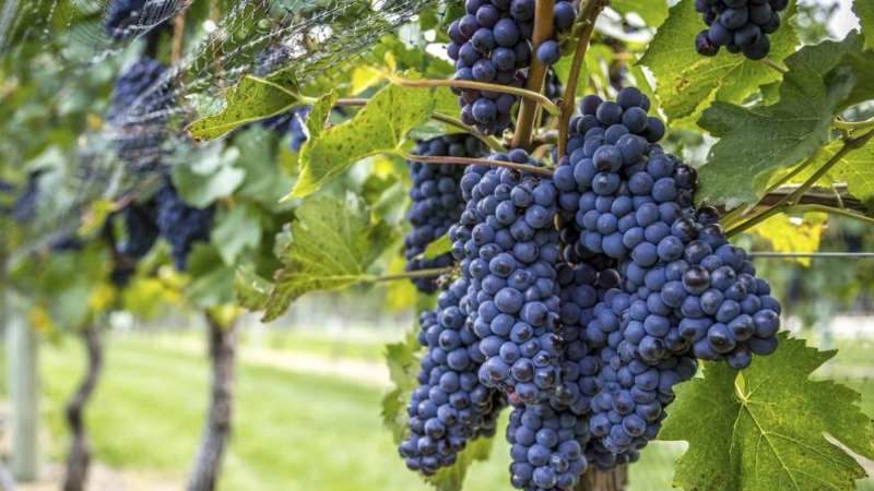 White grape variety Pinot grigio