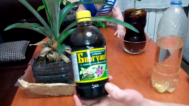 Why home-grown lemon doesn't bloom and what to do to fix it