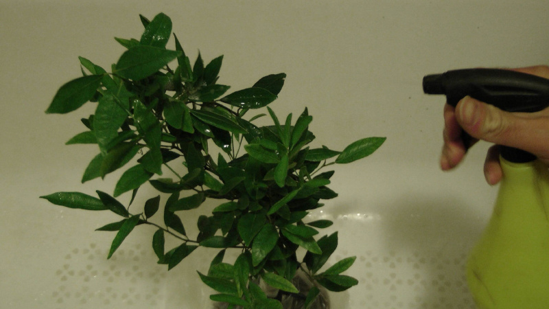 Why home-grown lemon doesn't bloom and what to do to fix it