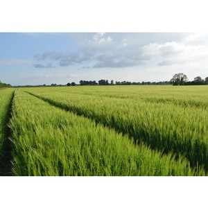 Top dressing of winter wheat: methods and rates of fertilization