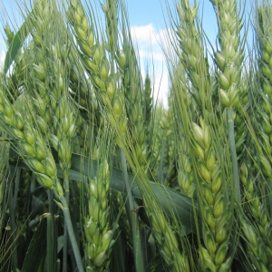 Top dressing of winter wheat: methods and rates of fertilization