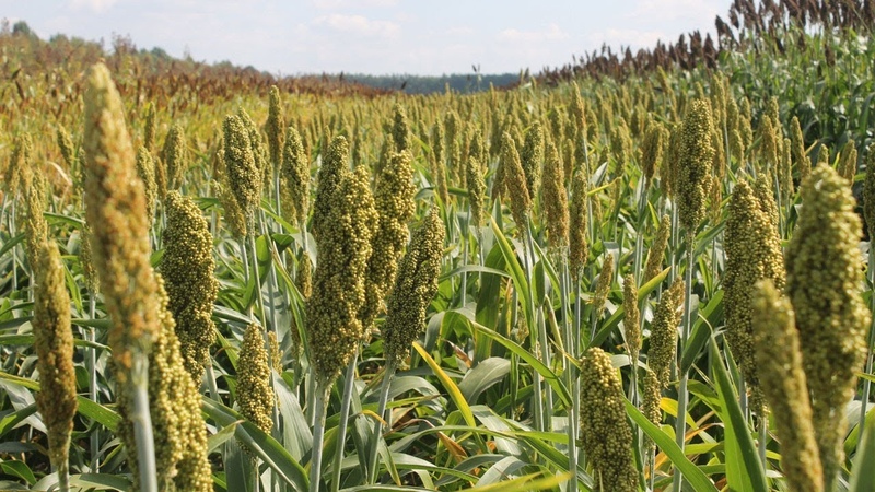 Step-by-step technology for growing sorghum from seed preparation to harvest