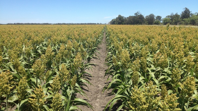 Step-by-step technology for growing sorghum from seed preparation to harvest
