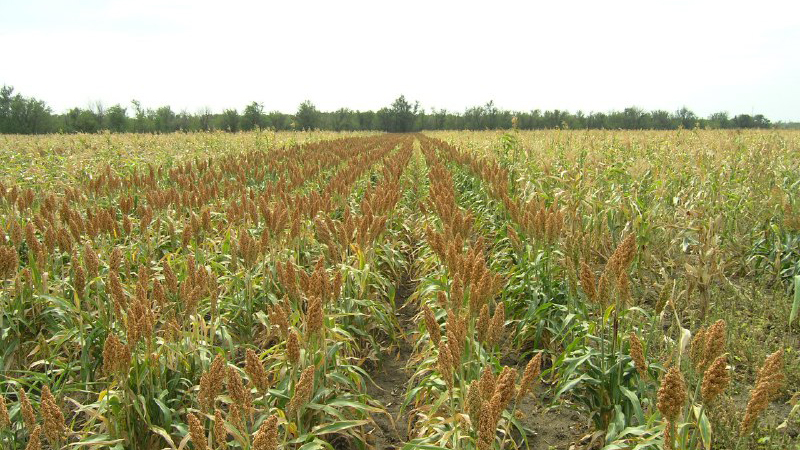 What is grain sorghum, features of its use and cultivation