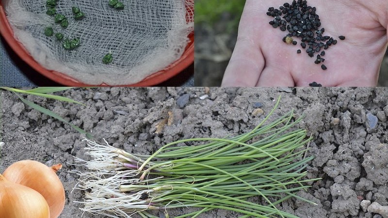 Step-by-step guide to growing onions from seeds in one season without the hassle