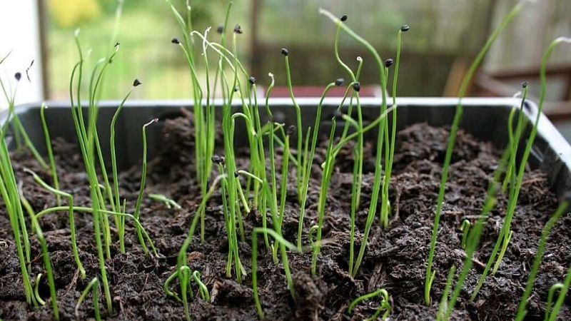 Step-by-step guide to growing onions from seeds in one season without the hassle
