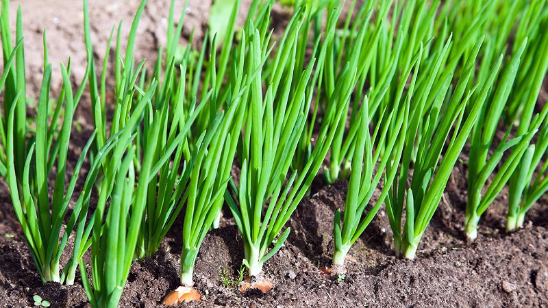Step-by-step guide to growing onions from seeds in one season without the hassle