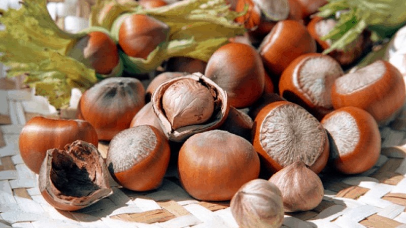 Useful properties and harm of hazelnuts for weight loss