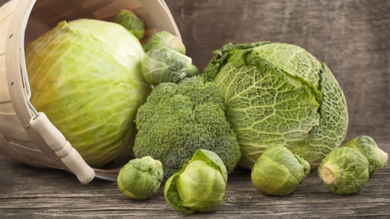 The benefits and results of the cabbage diet