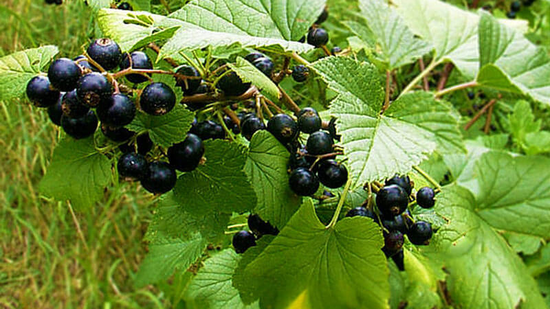 Crop rotation rules in the garden: what can be planted next to black currants