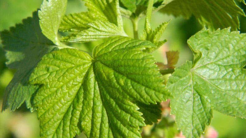 Black currant leaves - useful and medicinal properties