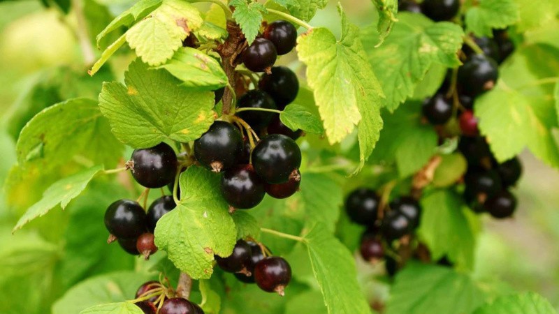 Crop rotation rules in the garden: what can be planted next to black currants