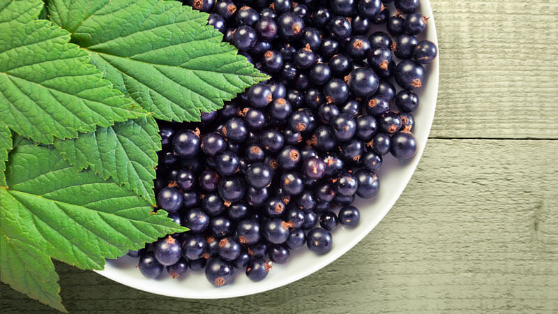 Black currant leaves - useful and medicinal properties