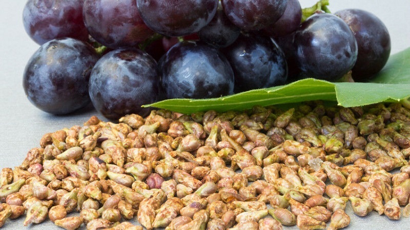 The benefits and harms of grape seed for the body