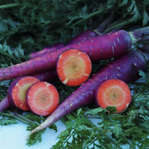 Popular varieties and hybrids of purple carrots