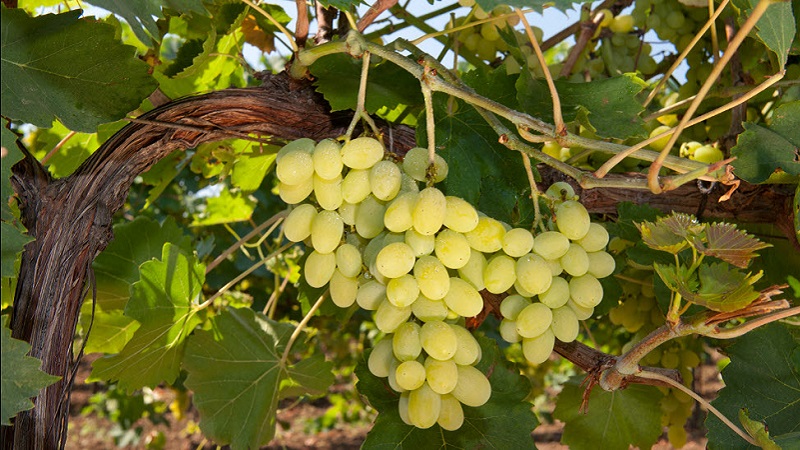 Popular tasty Aligote grape variety
