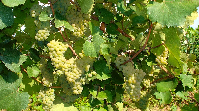 Popular tasty Aligote grape variety