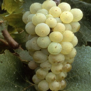 Popular tasty Aligote grape variety