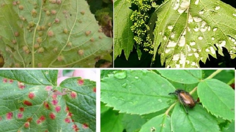 Popular tasty Aligote grape variety