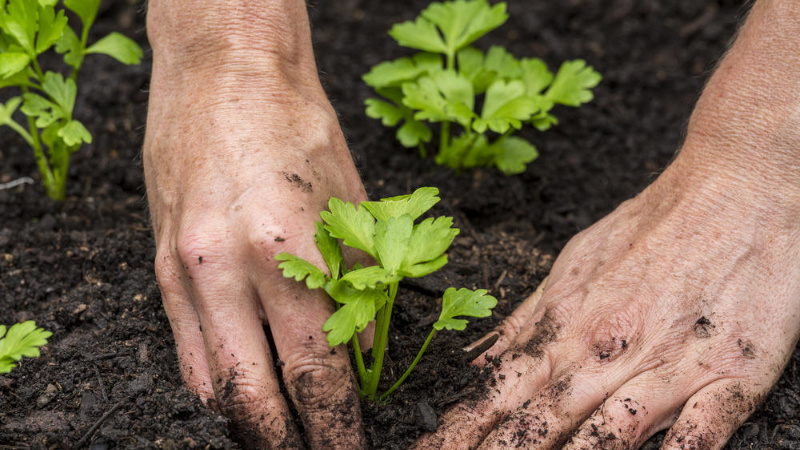Growing and caring for celery outdoors