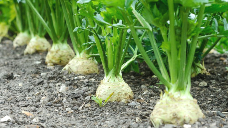 Terms and rules for planting celery for beginner summer residents