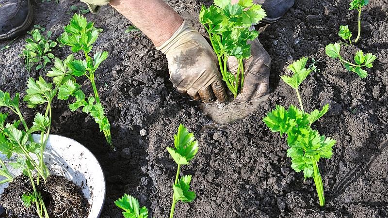 Growing and caring for celery outdoors