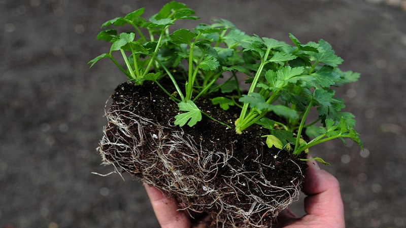 Terms and rules for planting celery for beginner summer residents