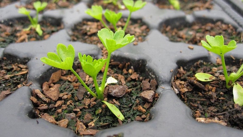 Terms and rules for planting celery for beginner summer residents