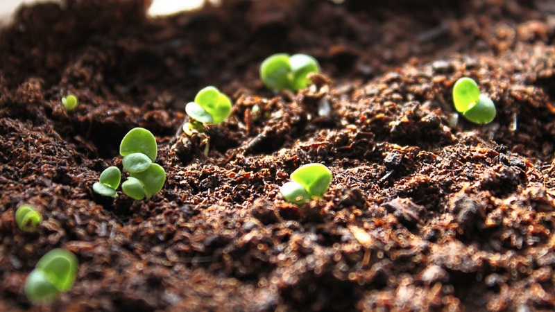 Planting, cultivation, outdoor care and propagation of basil