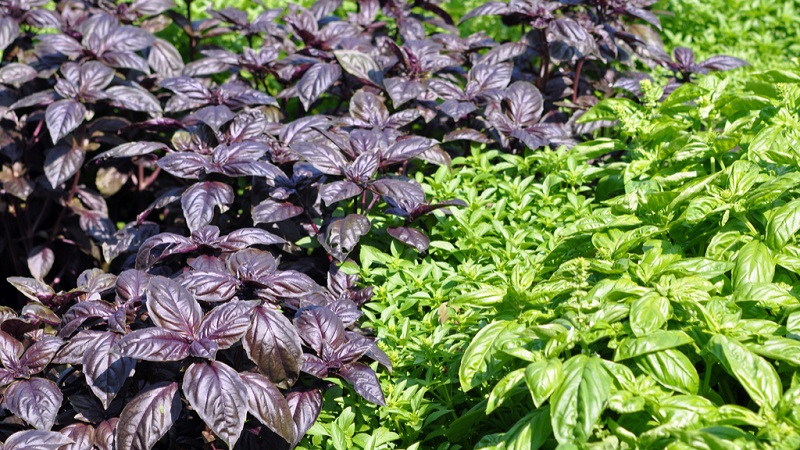 Planting, cultivation, outdoor care and propagation of basil