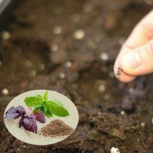 Planting, cultivation, outdoor care and propagation of basil