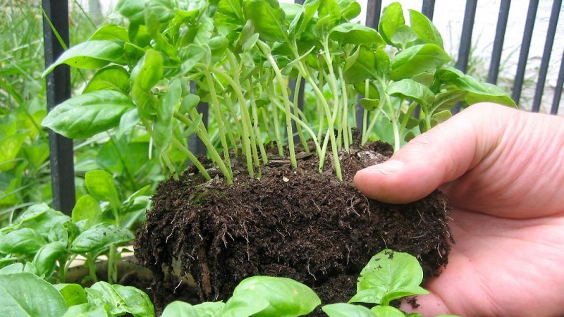 Planting, cultivation, outdoor care and propagation of basil