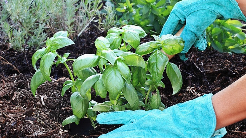 Planting, cultivation, outdoor care and propagation of basil