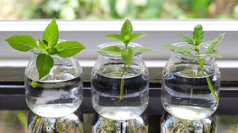 Planting, cultivation, outdoor care and propagation of basil