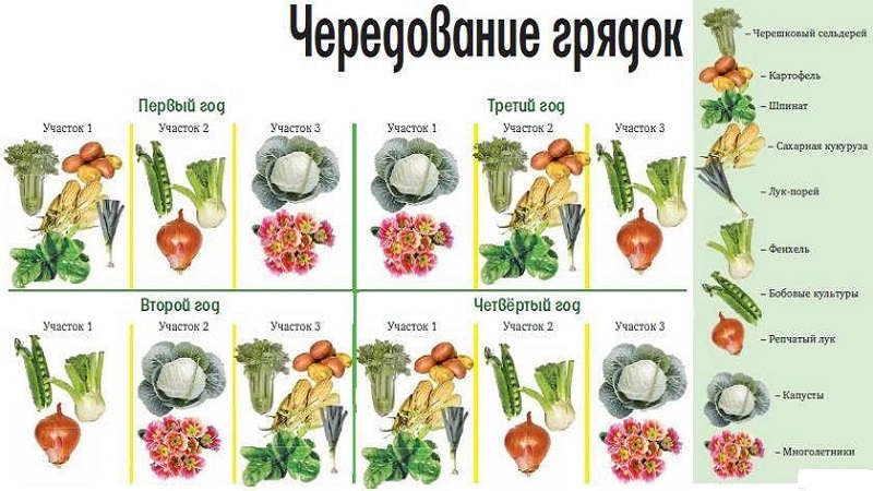After which you can and can not plant cabbage for the next year