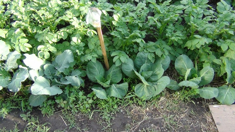After which you can and can not plant cabbage for the next year