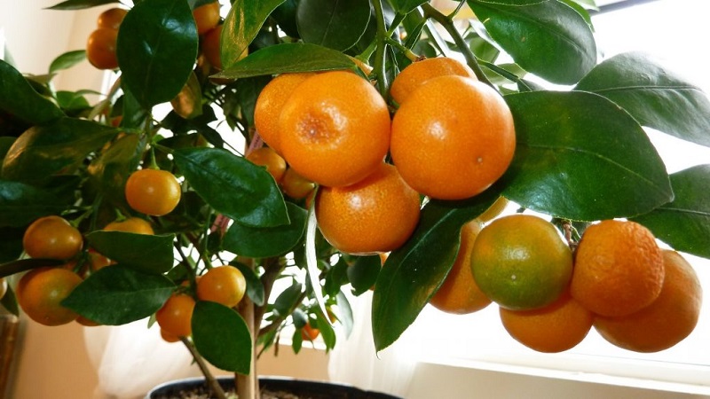 Rules for growing a tangerine from a bone at home