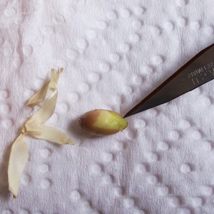 Rules for growing a tangerine from a bone at home