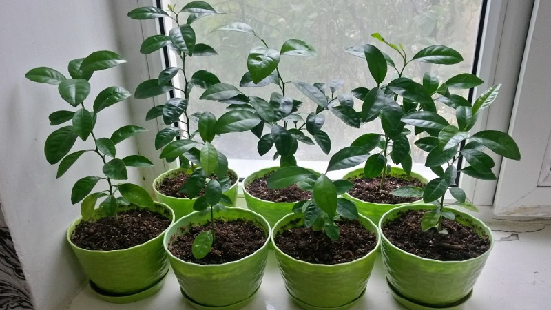 Rules for growing a tangerine from a bone at home