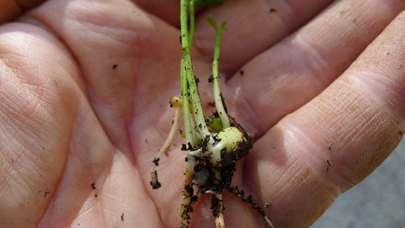 Rules for growing a tangerine from a bone at home