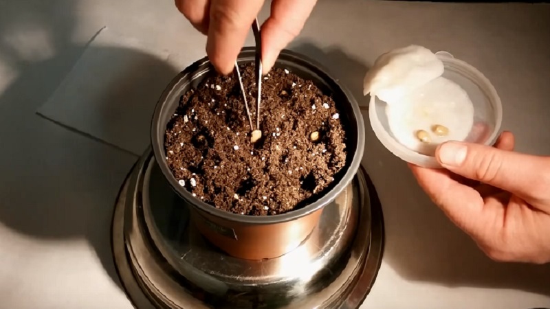 Rules for growing a tangerine from a bone at home