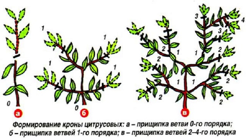 Rules for growing a tangerine from a bone at home