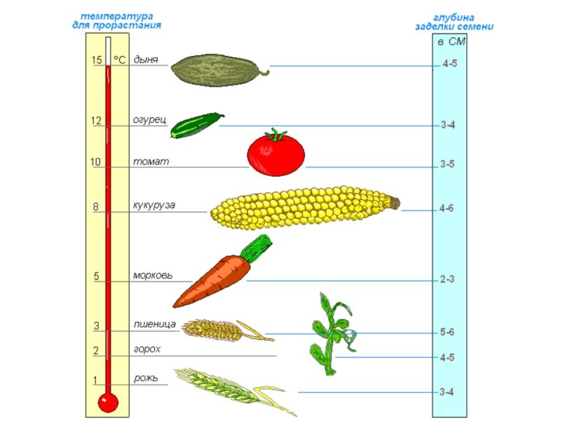 Optimal conditions for the growth of cereals: at what temperature does wheat germinate at home and in the open field