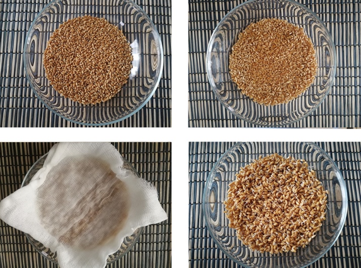 Optimal conditions for the growth of cereals: at what temperature does wheat germinate at home and in the open field